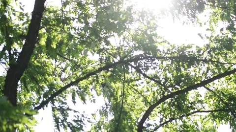 Trunk of a tree with brown textured bark. Bottom view on the green crown. Stock Footage 131496996
