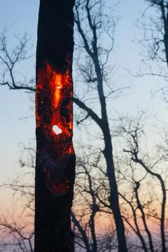 Trunk of a tree burning inside and almost totally consumed by fire Stock Photos