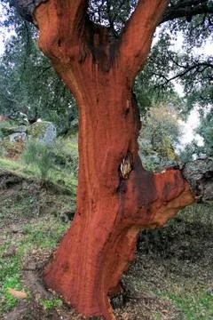 Trunk of a tree called cork oak Stock Photos