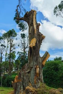 Trunk of a tree with chopped off branches Stock Photos