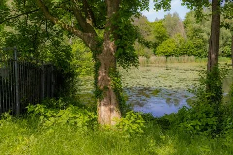 Trunk of a tree with climbing plants among wild grass Stock Photos