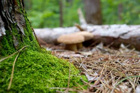 Trunk of Tree close-up covered with green moss, pine needles everywhere Stock Photos