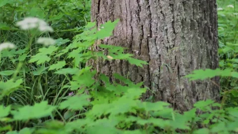 Trunk of Tree close up in the Timberland in 4K Stock Footage 344118769