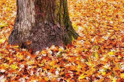 Trunk of a tree with colored leaves Stock Photos
