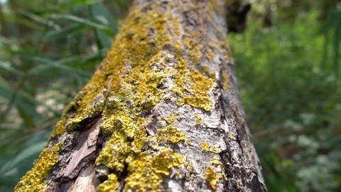 The trunk of the tree is covered with greenery Video stock 163820604
