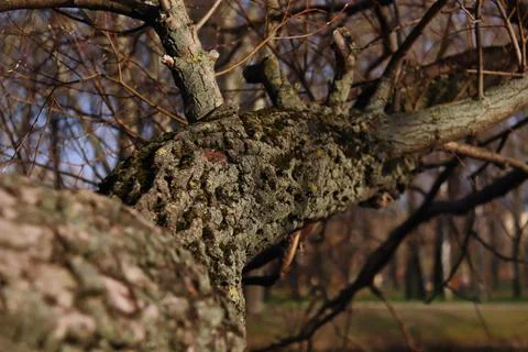 The trunk of the tree is covered with lichen with branches Stock Photos