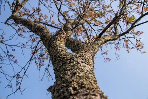 The trunk of the tree is covered with lichen with branches and autumn leaves Stock Photos