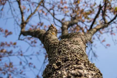 The trunk of the tree is covered with lichen with branches and autumn leaves Stock Photos