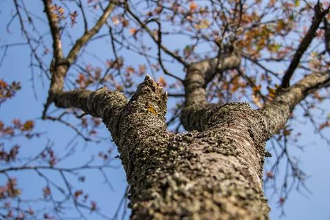 The trunk of the tree is covered with lichen with branches and autumn leaves Stock Photos