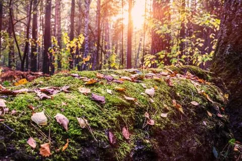 The trunk of the tree is covered with moss and foliage, beautifully illuminated 写真素材