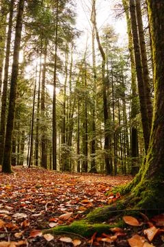 Trunk of a tree covered with moss in the foreground in the forest. Stock Photos