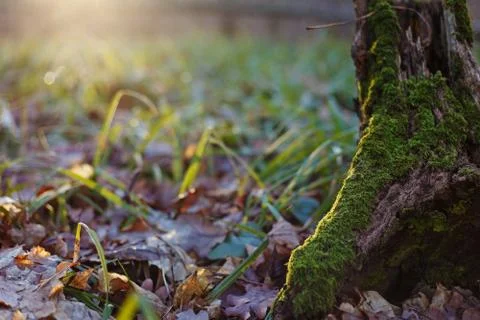 The trunk of a tree covered with moss in a forest glade with gre Stock Photos