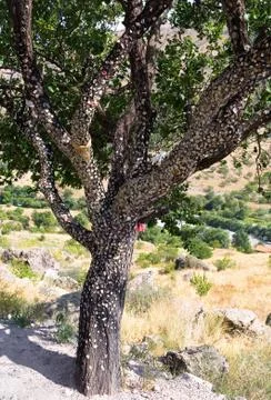 The trunk of the tree is covered with multicolored chewing elastic bands. Stock Photos