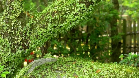 Trunk of tree covers in green moth. Japanese style garden, forest, Video stock 76963091