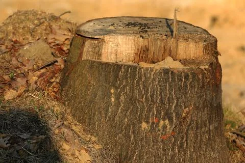 A trunk of a tree cut at the construction site of the city bypass Stock Photos
