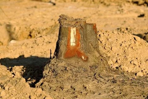 A trunk of a tree cut at the construction site of the city bypass Stock Photos