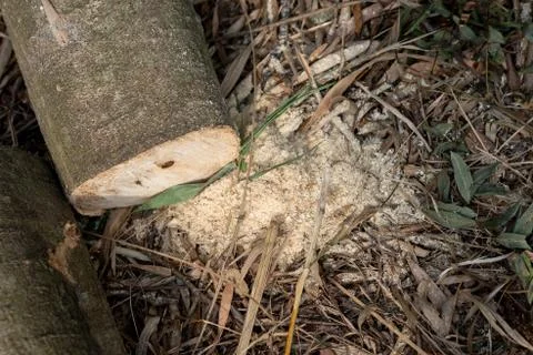 The trunk of a tree that is cut down on the ground Stock Photos