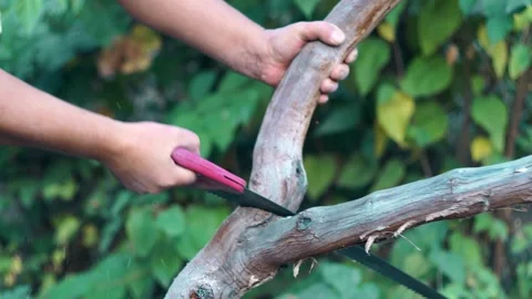 The trunk of the tree is cut with a hand saw Stock Footage 254226982