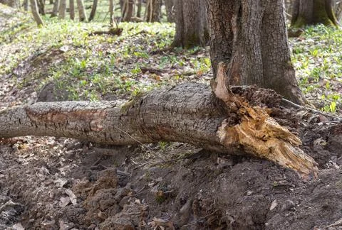 The trunk of a tree is damaged by natural stem pests that parasitize living a Stock Photos