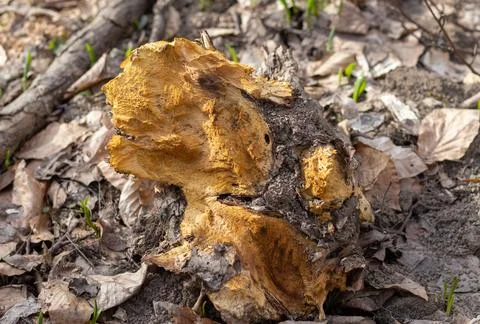 The trunk of a tree is damaged by natural stem pests that parasitize living a Stock Photos