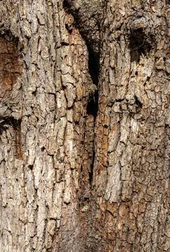 The trunk of a tree is damaged by natural stem pests that parasitize living a Stock Photos