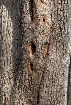 The trunk of a tree is damaged by natural stem pests that parasitize living a Stock Photos