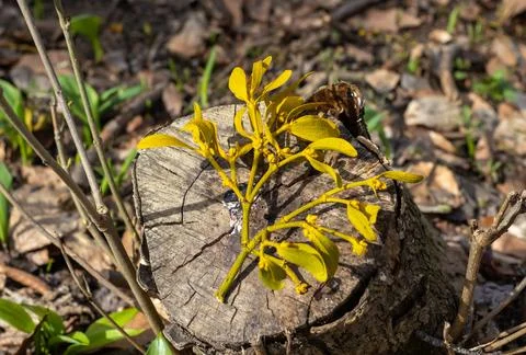 The trunk of a tree is damaged by natural stem pests that parasitize living a Stock Photos