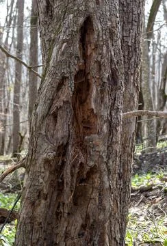 The trunk of a tree is damaged by natural stem pests that parasitize living a Stock Photos