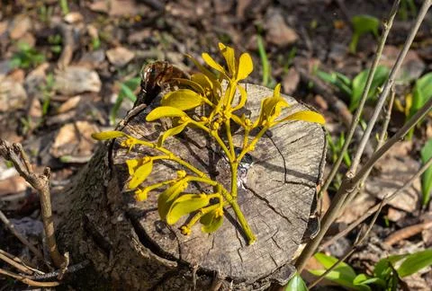 The trunk of a tree is damaged by natural stem pests that parasitize living a Stock Photos