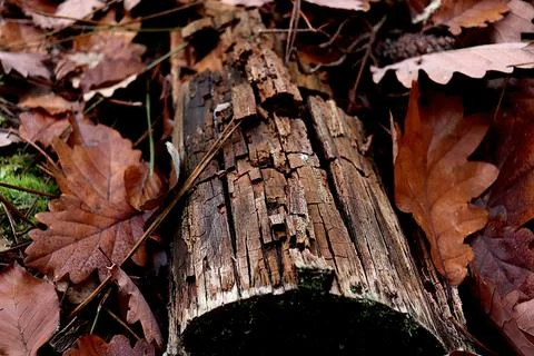 Trunk tree dead mousse Stock Photos