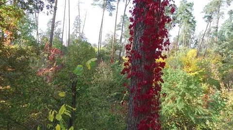The trunk of the tree entwined bright red leaves. Aerial view. Stock-Footage 68354016
