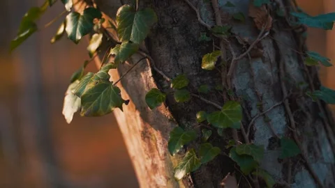 Trunk of tree is entwined with vines, which are illuminated by the evening sun Stock Footage 165773466
