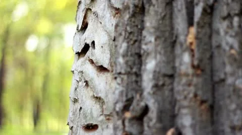 The trunk of the tree with exfoliated bark Stockbeeldmateriaal 12290295