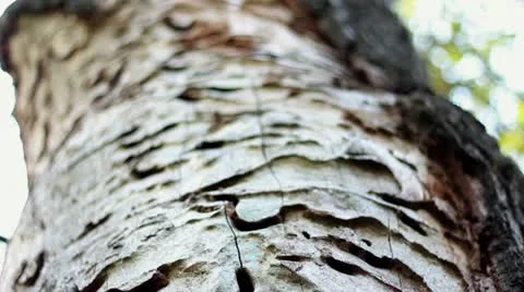 The trunk of the tree with exfoliated bark Stock Footage 12290302