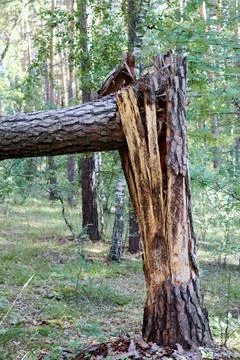 Trunk of a tree that fell during a storm Stock Photos