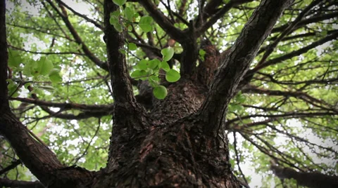 Trunk of tree Stock Footage 39563463