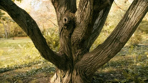 Trunk of a tree Vidéo 124642348