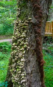 The trunk of a tree in a forest, densely covered with small bracket fungi r.. Stock-Fotos
