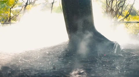 Trunk of a tree in a forest with great lighting and some smoke Stock Footage 56223154