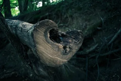 Trunk of a tree in the forest Stock Photos