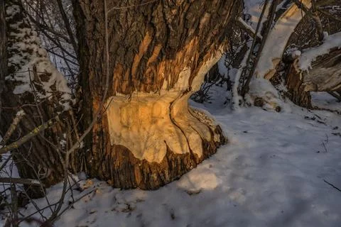 The trunk of a tree in the forest Stock Photos