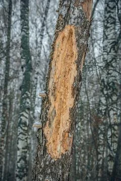 The trunk of a tree in the forest Stock Photos
