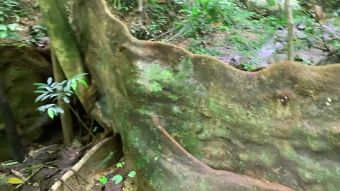 The trunk of the tree forms a high powerful wall. Stock Footage 229521609