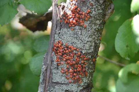 The trunk of the tree is full of ladybugs Stock Photos