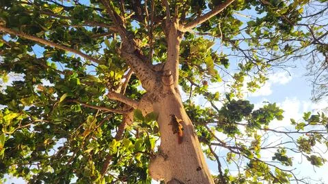 The trunk of a tree. Gaps in the sky through the foliage of a tree Stock Photos