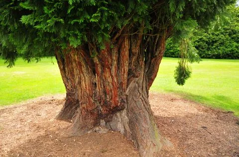 The trunk of a tree in the garden Stock Photos