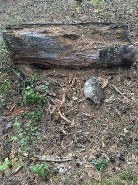 Trunk tree on ground at park Stock Photos