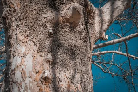 Trunk of tree that has an old electrical support Stock-Fotos