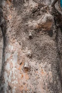 Trunk of tree that has an old electrical support Stock Photos