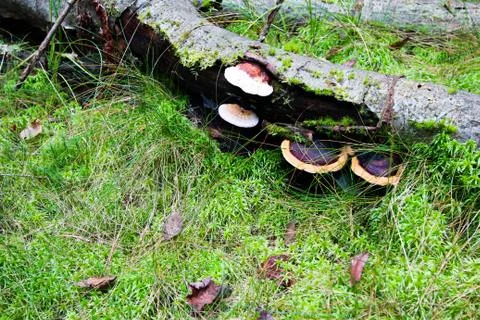 The trunk of a tree lies on the grass on it grows a mushroom. Autumn forest b Stock Photos